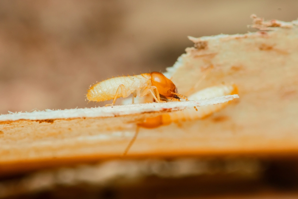 what do termites look like