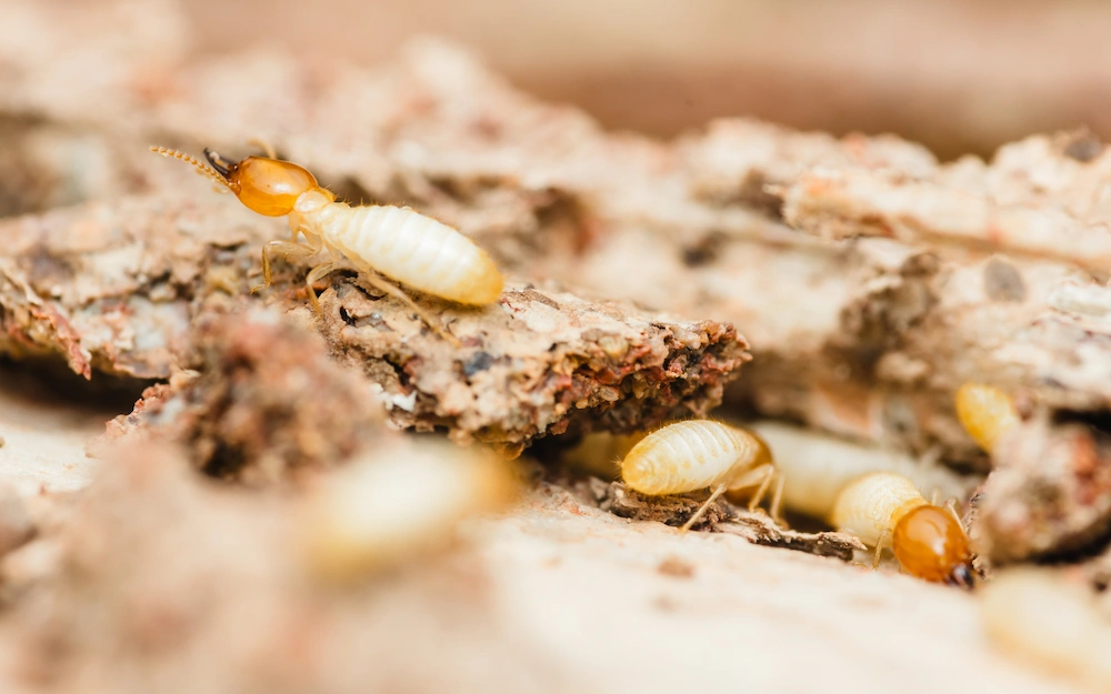 pnw2 look like workers What Do Termites Look Like? Signs of an Infestation