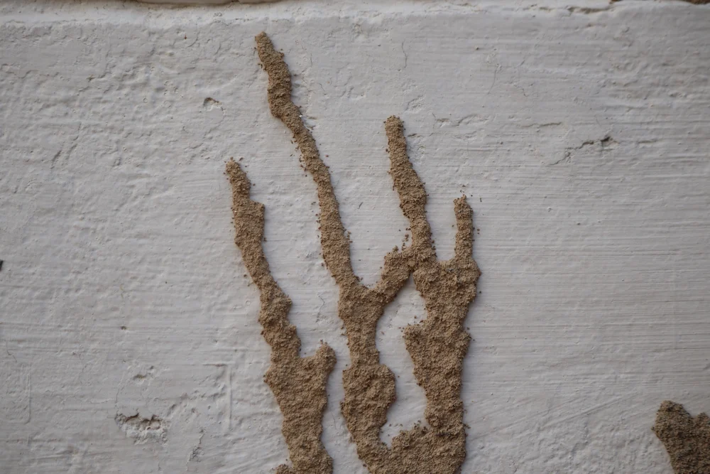 pnw2 mud tubes What Do Termites Look Like? Signs of an Infestation