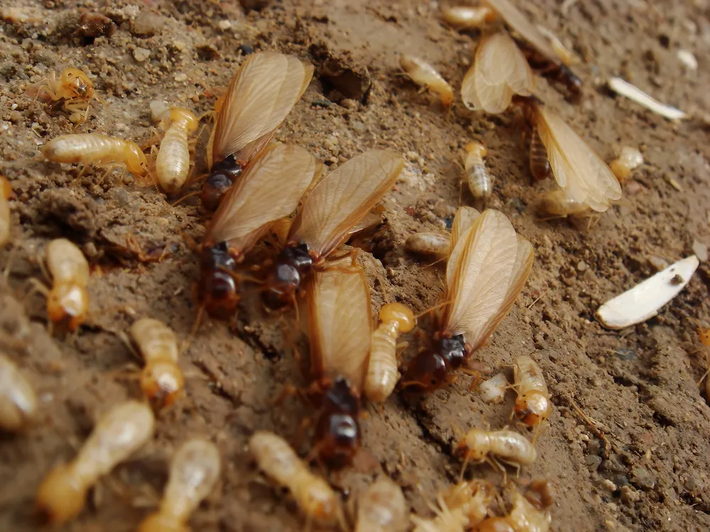 pnw2 swarms What Do Termites Look Like? Signs of an Infestation