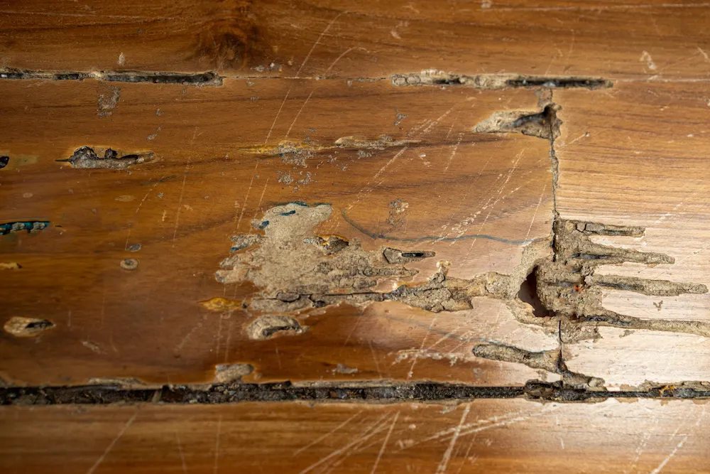 pnw2 what to do What Do Termites Look Like? Signs of an Infestation
