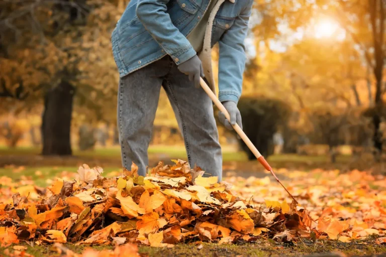 pest-free fall; raking leaves