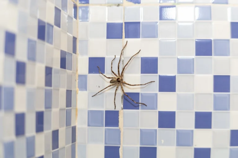 why do spiders climb walls; spider on tiled wall