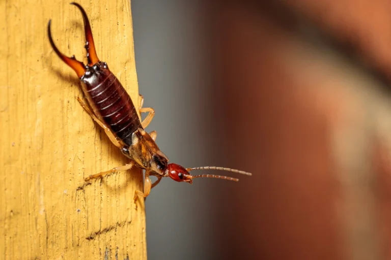 earwig on wood; why earwigs are busy fall pests