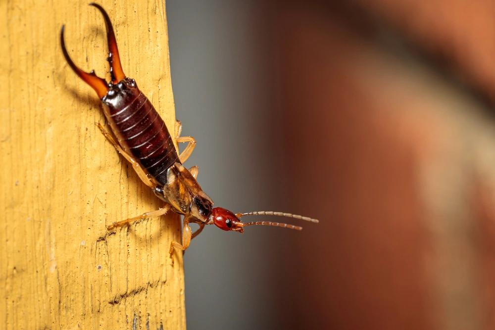 earwig on wood; why earwigs are busy fall pests